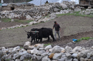 Himalayan Farming